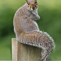 Buy canvas prints of Squirrel sitting on fence by mark humpage