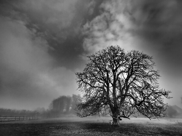 Lone tree in mist, Leicestershire  Picture Board by mark humpage