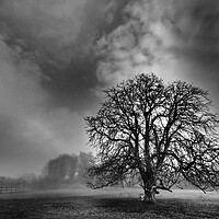 Buy canvas prints of Lone tree in mist, Leicestershire  by mark humpage