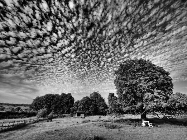 Lonely tree in field with mackerel sky clouds Picture Board by mark humpage