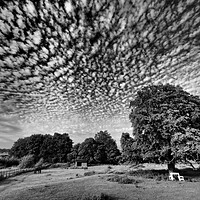 Buy canvas prints of Lonely tree in field with mackerel sky clouds by mark humpage