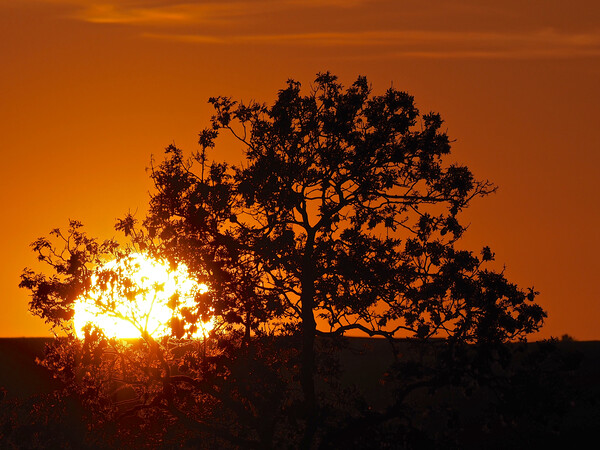Orange sky sunset through tree Picture Board by mark humpage