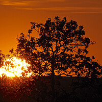 Buy canvas prints of Orange sky sunset through tree by mark humpage