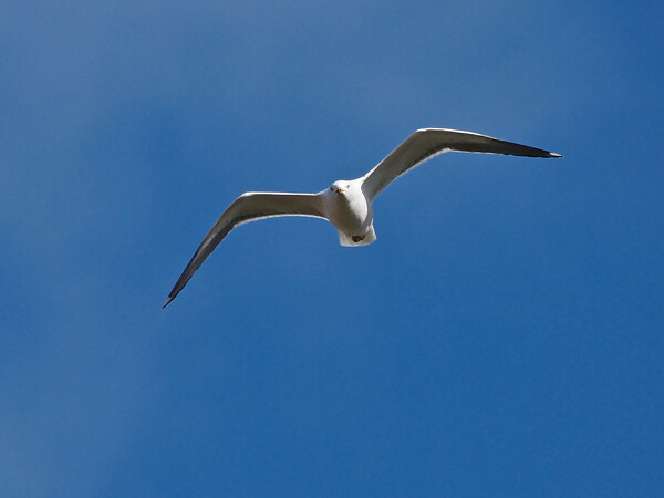 Gull flying in blue sky Picture Board by mark humpage