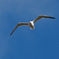 Buy canvas prints of Gull flying in blue sky by mark humpage