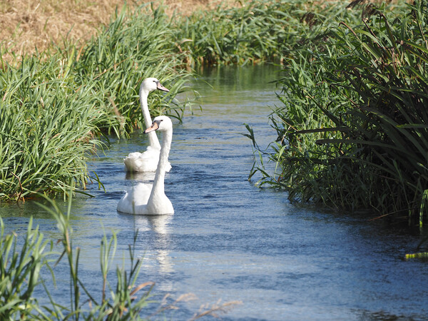 Swans swimming in river, Norfolk Picture Board by mark humpage