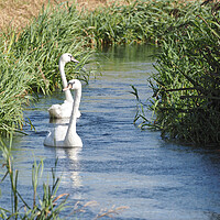 Buy canvas prints of Swans swimming in river, Norfolk by mark humpage