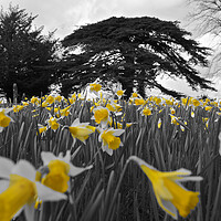 Buy canvas prints of Daffodils in spring by mark humpage