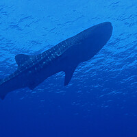 Buy canvas prints of Whale shark underwater by mark humpage
