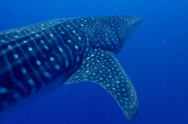 Whale shark close  Picture Board by mark humpage