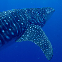 Buy canvas prints of Whale shark close  by mark humpage