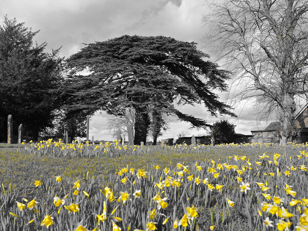 Daffodils under tree Picture Board by mark humpage