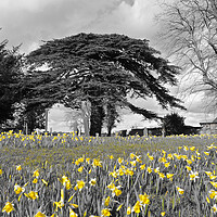 Buy canvas prints of Daffodils under tree by mark humpage