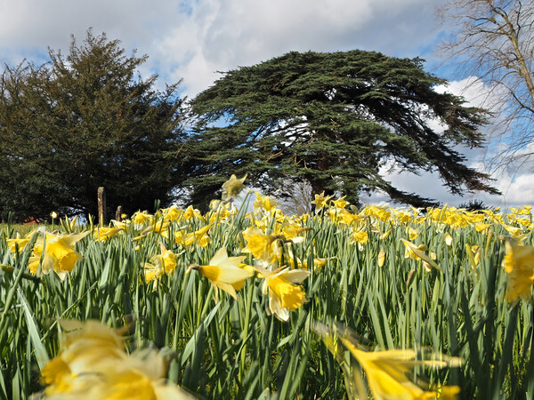 Daffodils and trees in Spring Picture Board by mark humpage