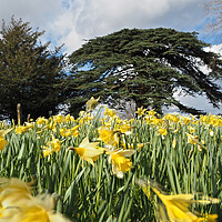 Buy canvas prints of Daffodils and trees in Spring by mark humpage