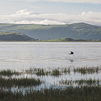 Buy canvas prints of North Wales coast with heron flying over water by mark humpage