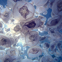 Buy canvas prints of Jellyfish plume in sea by mark humpage