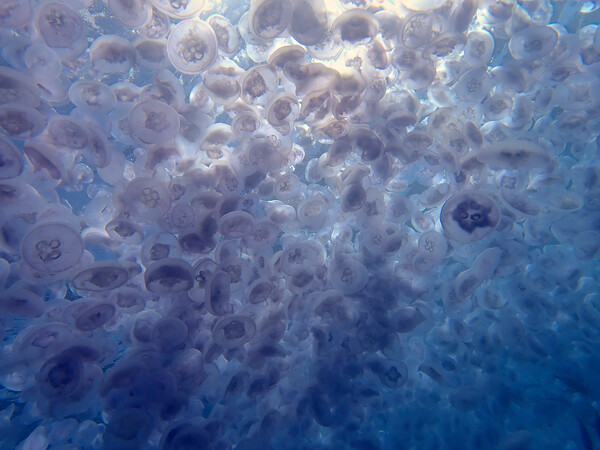Jellyfish swimming in sea in Red Sea, Egypt Picture Board by mark humpage