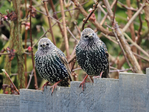 Starlings sitting on fence Picture Board by mark humpage