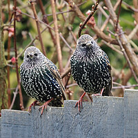 Buy canvas prints of Starlings sitting on fence by mark humpage