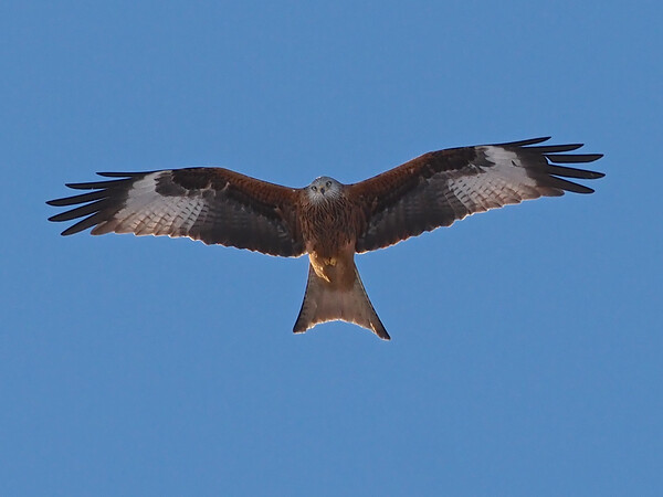 Red Kite flying Picture Board by mark humpage