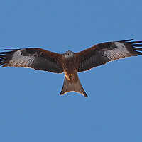 Buy canvas prints of Red Kite flying by mark humpage