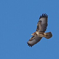 Buy canvas prints of Buzzard flying in blue sky by mark humpage