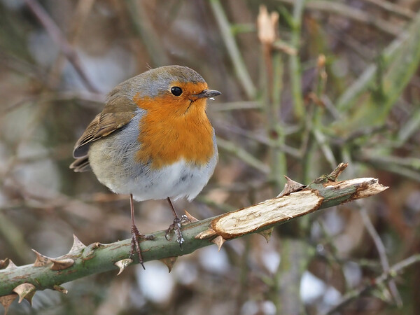 Robin bird perched on a tree branch Picture Board by mark humpage