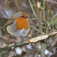 Buy canvas prints of Robin bird perched on a tree branch by mark humpage