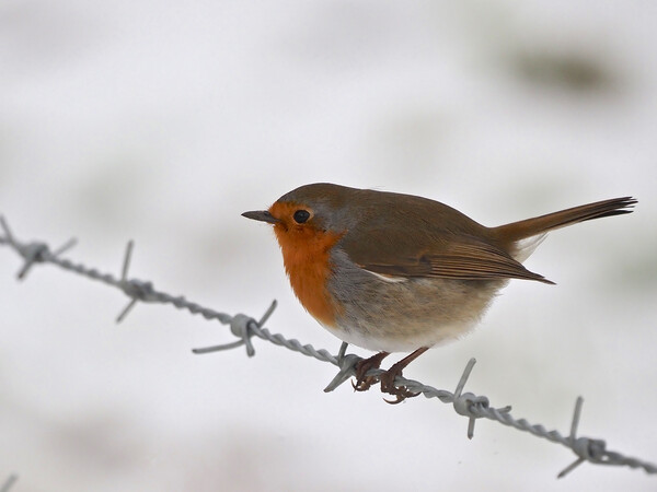Robin sitting on wire fence in winter snow Picture Board by mark humpage