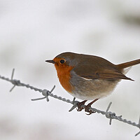 Buy canvas prints of Robin sitting on wire fence in winter snow by mark humpage
