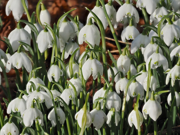 Snowdrop flowers Picture Board by mark humpage