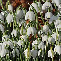 Buy canvas prints of Snowdrop flowers by mark humpage