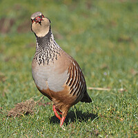 Buy canvas prints of Partridge bird walking on grass by mark humpage