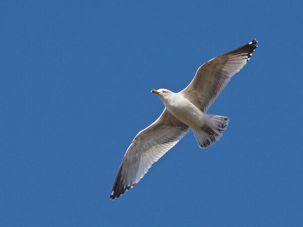 Seagull flying in blue sky Picture Board by mark humpage