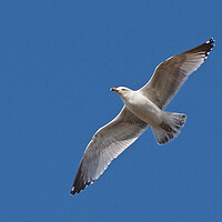 Buy canvas prints of Seagull flying in blue sky by mark humpage