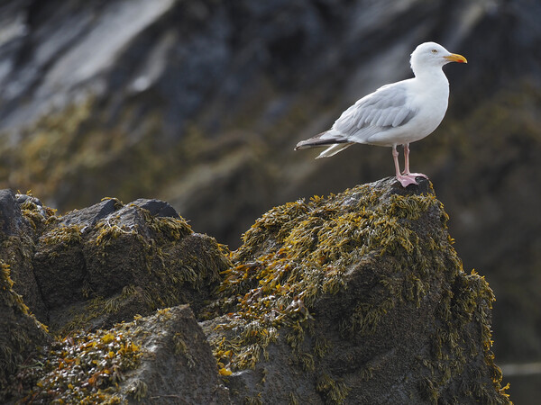 Gull sitting on rocks North Wales Picture Board by mark humpage