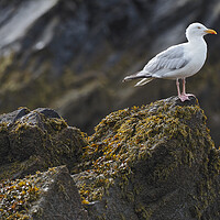 Buy canvas prints of Gull sitting on rocks North Wales by mark humpage