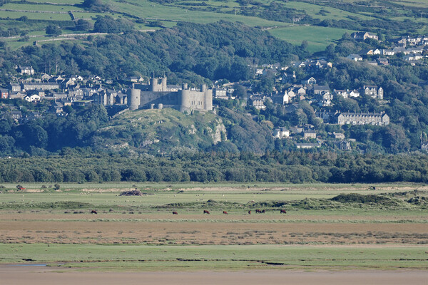 Harlech castle North Wales Picture Board by mark humpage