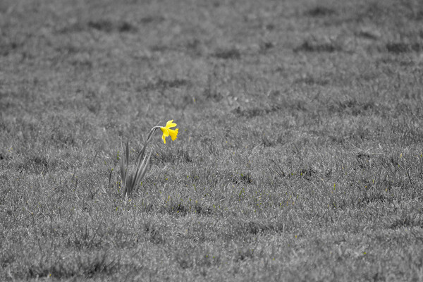 Single daffodil alone in grass field Picture Board by mark humpage