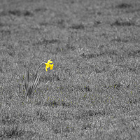 Buy canvas prints of Single daffodil alone in grass field by mark humpage
