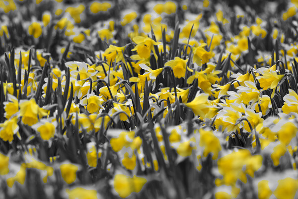 Field full of daffodils in colour Picture Board by mark humpage