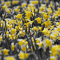 Buy canvas prints of Field full of daffodils in colour by mark humpage