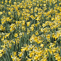 Buy canvas prints of Daffodils Spring Flowers by mark humpage