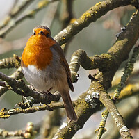 Buy canvas prints of Robin bird in tree by mark humpage