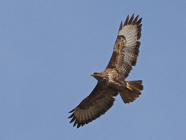 Buzzard flying Picture Board by mark humpage