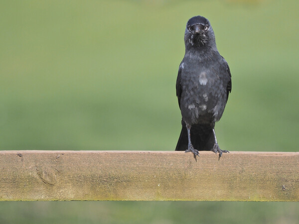 Jackdaw standing on fence Picture Board by mark humpage