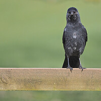 Buy canvas prints of Jackdaw standing on fence by mark humpage