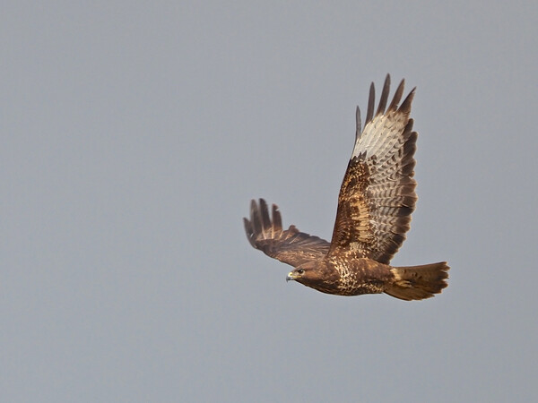Buzzard flying Picture Board by mark humpage