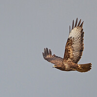 Buy canvas prints of Buzzard flying by mark humpage